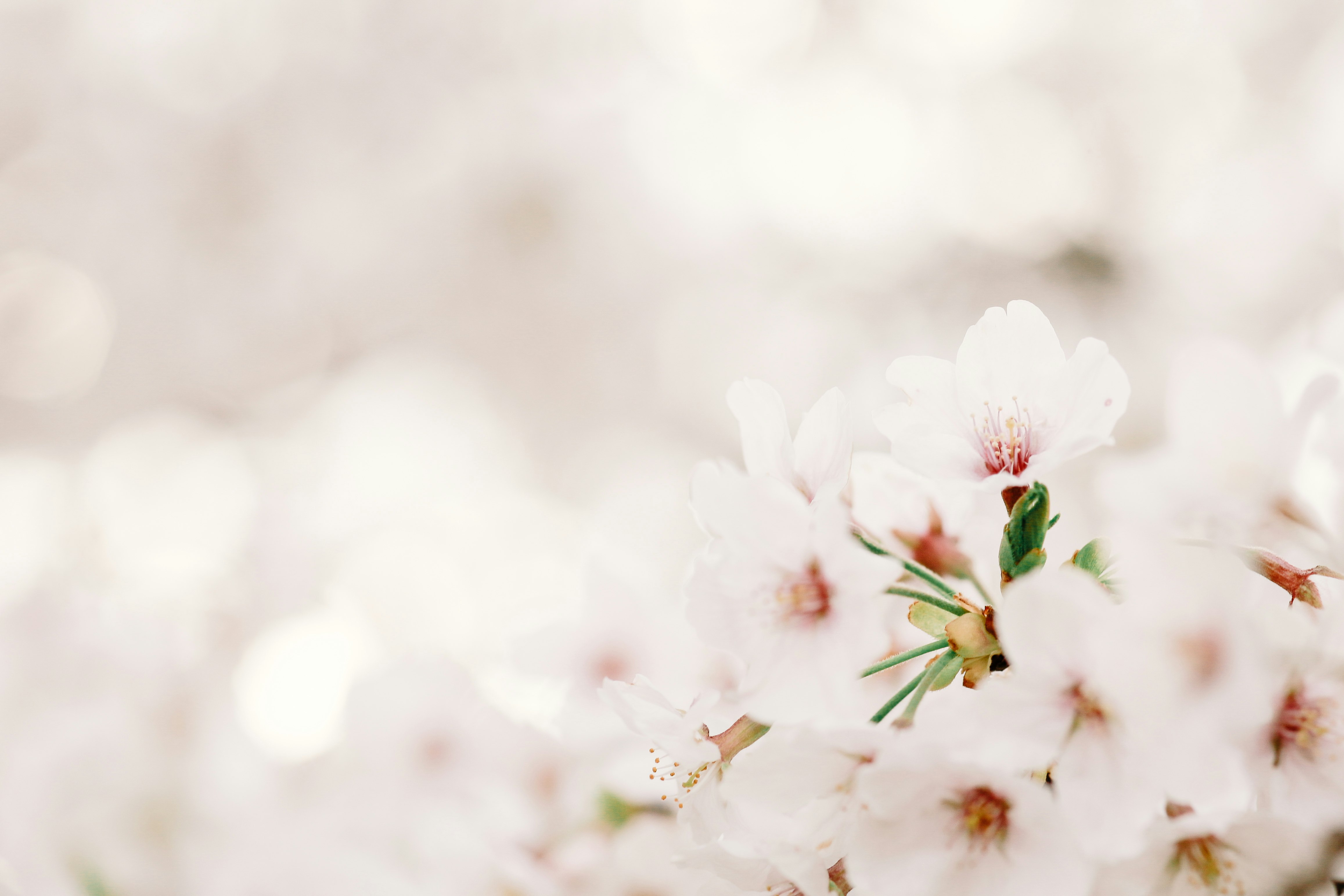 white cherry blossom in close up photography